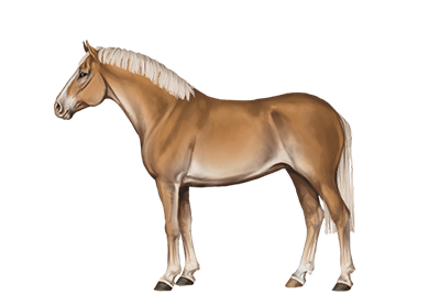 Haflinger